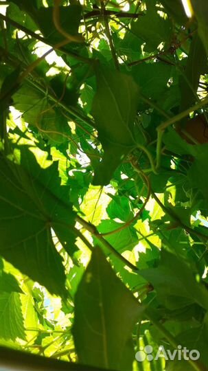 Остатки ткани