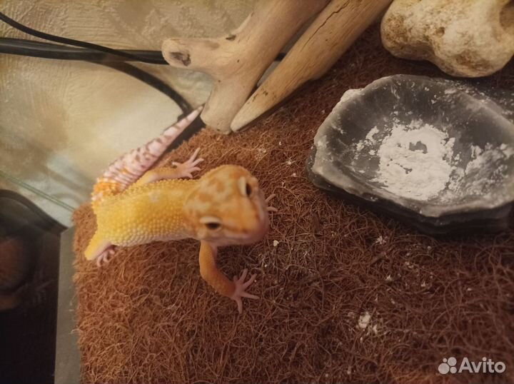 Ящерица эублефар