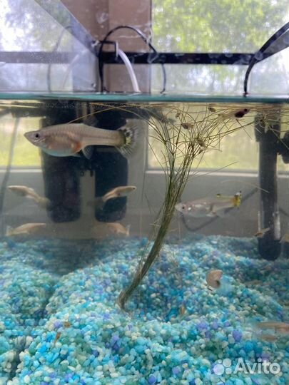 Аквариумные рыбки гуппи