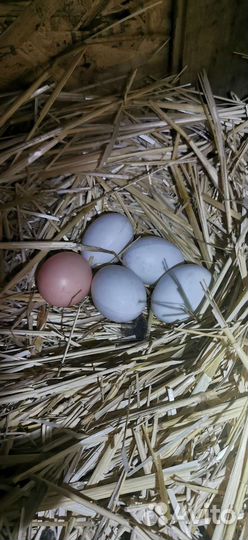 Куры молодки домашние яйца