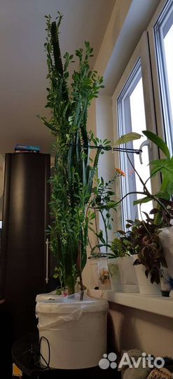 Кактус молочай