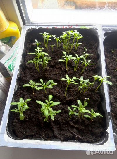 Рассада томатов