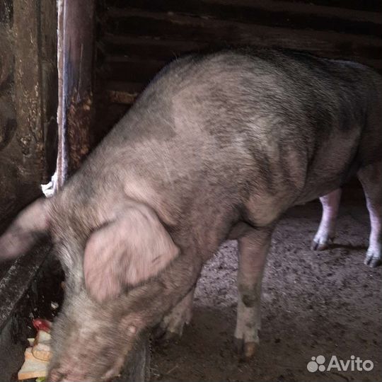 С/ животные