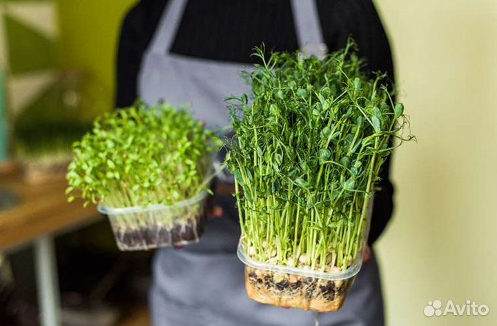 Проростки гороха