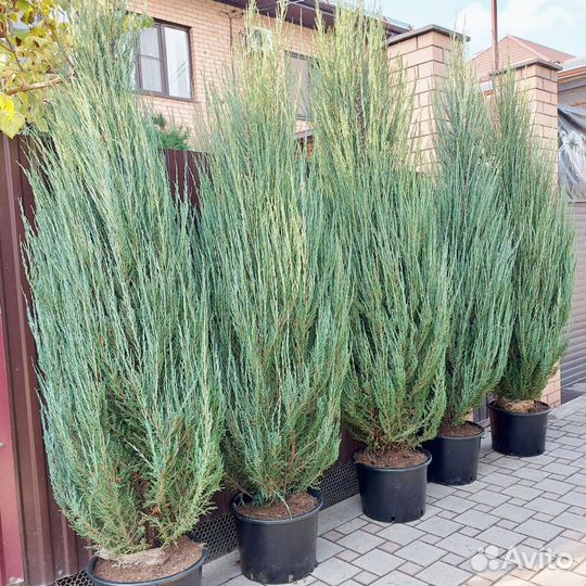 Можжевельники скальные вертикальные Блю Эрроу и Му