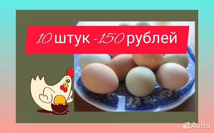 Домашнее куриное яйцо