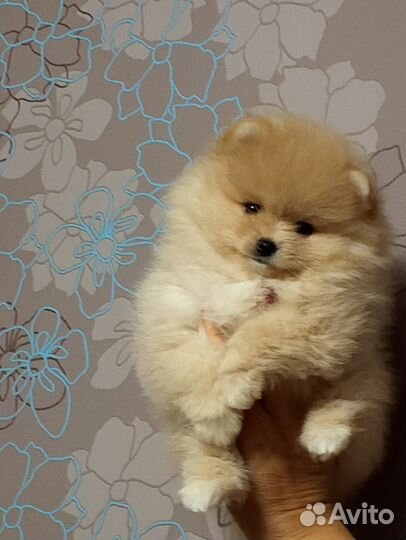 Щенки шпица РКФ