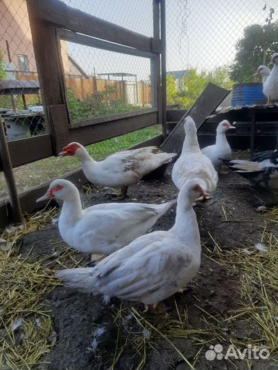 Семья индоуток