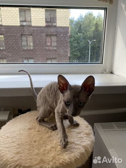 Котята корниш-рекс, кошечки,3 мес