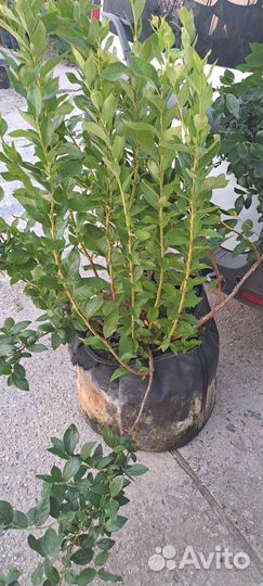 Голубика сорт 