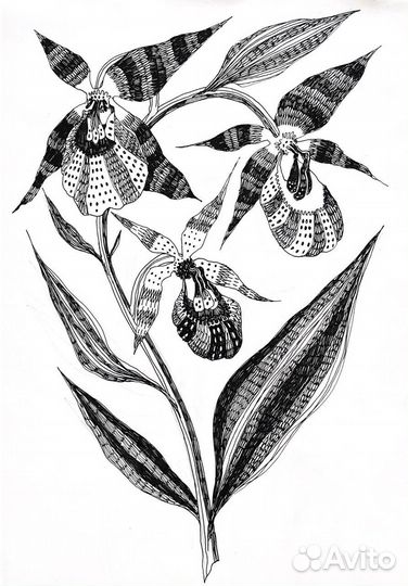 Зарисовки растений