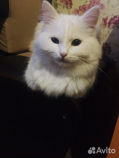 Белая кошечка