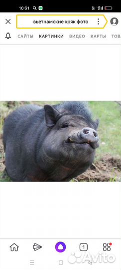 Продам хряка. 5000