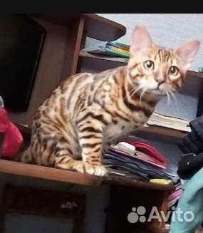 Бенгальский кот