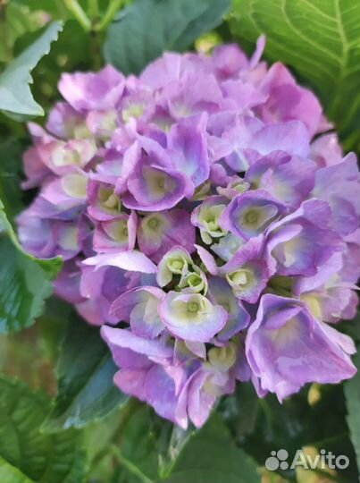 Гортензия крупнолистная черенки