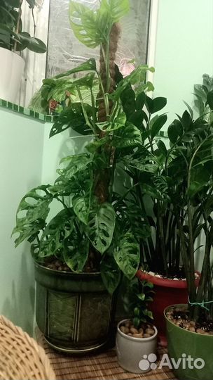 Монстера адансона