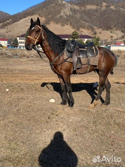 Карачаевский жеребец