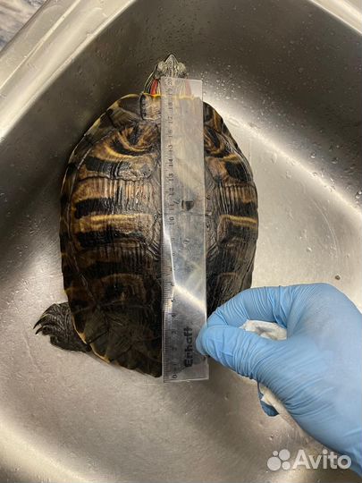 Красноухая черепаха с аквариумом