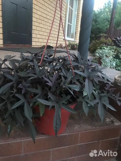 Ипомея батат