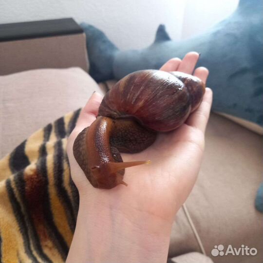 Улитята ахатины, бесплатно