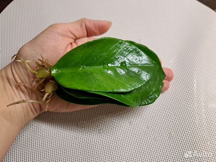 Замиокулькас листья с корнем