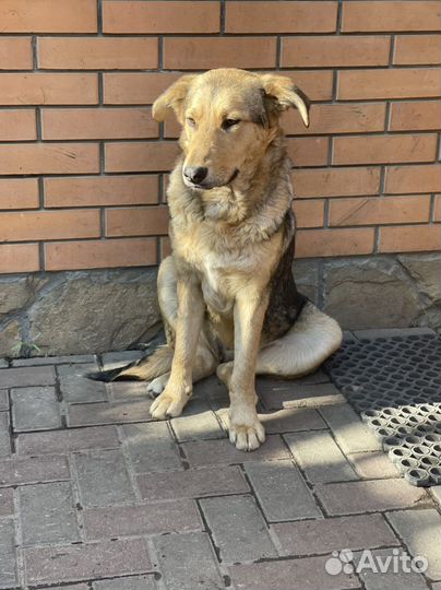 Собака в добрые руки