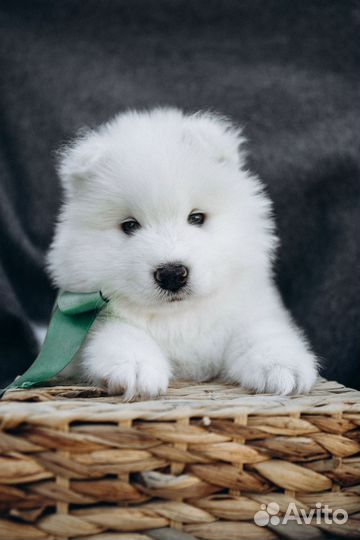 Щенки самоеда