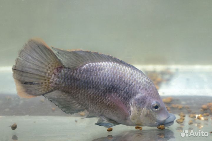 Африканский Окунь (Тиляпия) малек