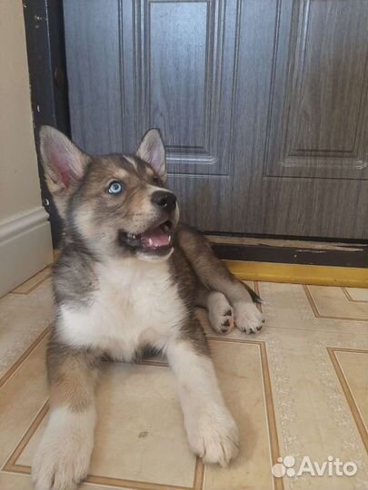 Метисы хаски в добрые руки