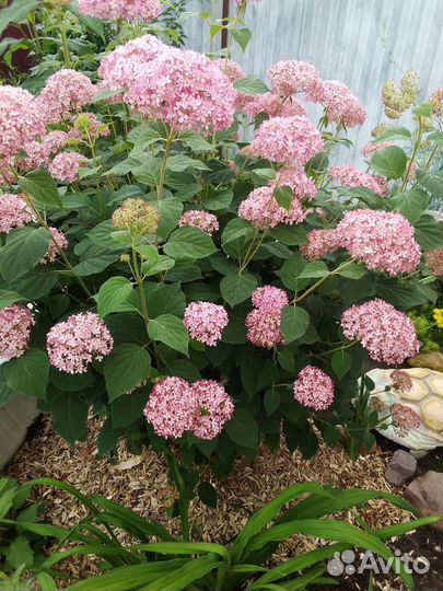 Гортензия древовидная розовая