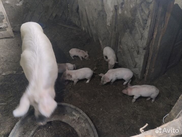Поросята крупная белая ландрас