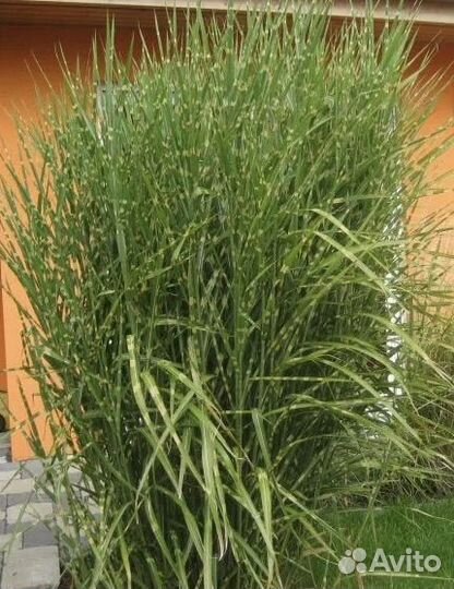 Растения для сада