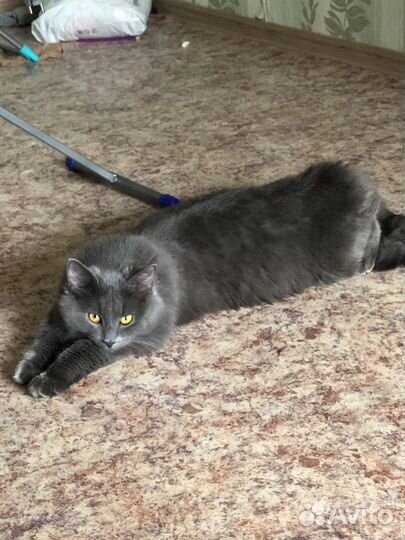 Кот в добрые руки