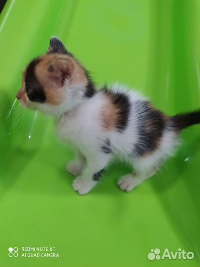 Котёнок