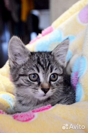 Очаровательная девочка-котенок в добрые руки