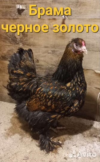 Цыплята Брама и инкубационное яйцо