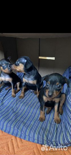 Цвергпинчер 5+