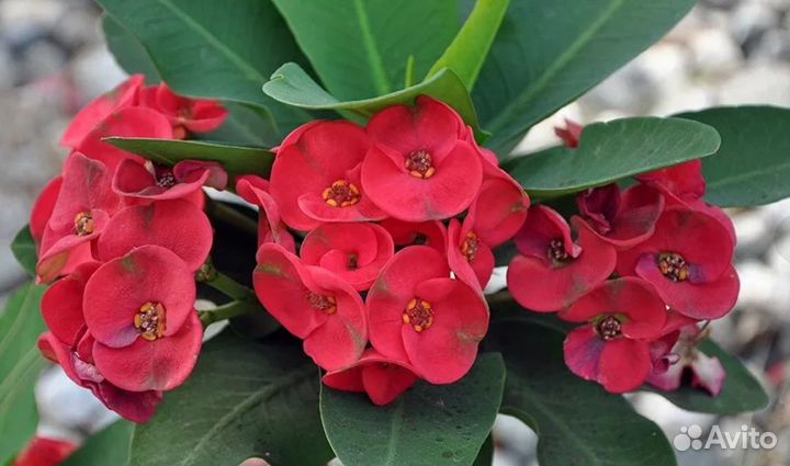 Экзотические комнатные растения