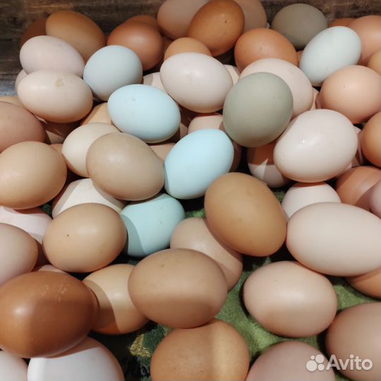 Домашние куриные яйца