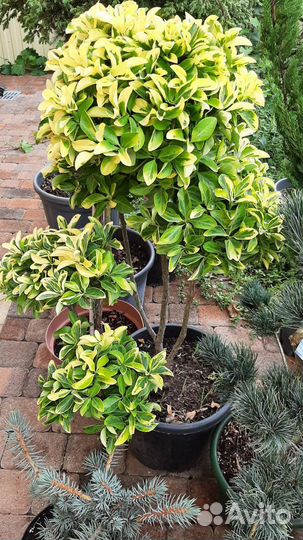 Сирень голубика барбарис саженцы