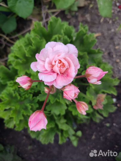 Пеларгония герань сортовая