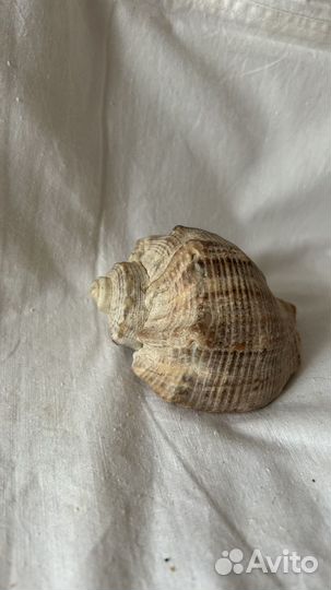 Ракушка морская