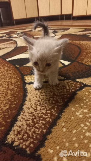 Котята в добрые руки бесплатно
