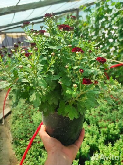 Хризантемы мультифлора