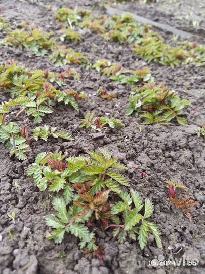 Тибетская малина саженцы