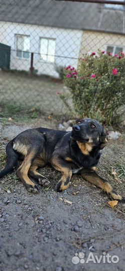 Собака в добрые руки отдам бесплатно