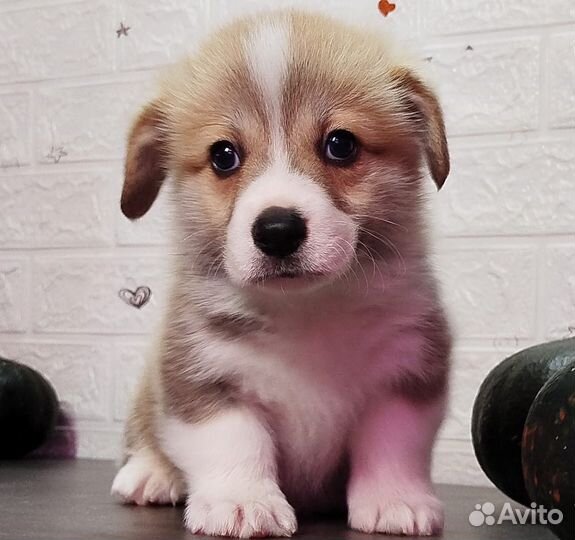 Куцехвостый мальчик Вельш корги Пемброк