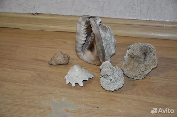 Морские ракушки, раковины