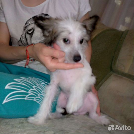 Щенки китайской хохлатой