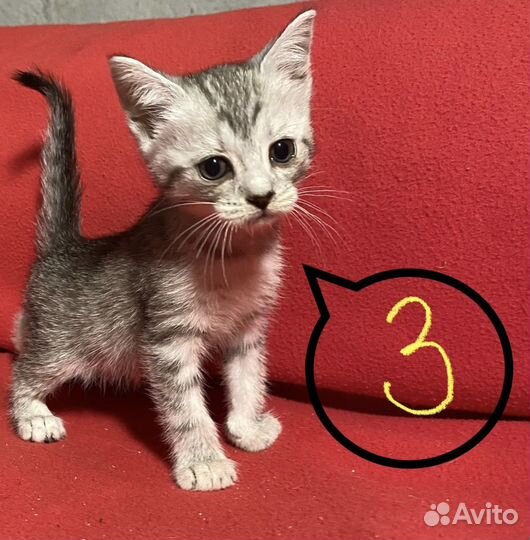 Котятки- малыши в поисках дома